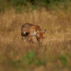 Brown fox hunting for prey