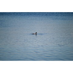 Solitary Loon in the Water
