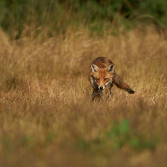 Brown fox hunting for prey