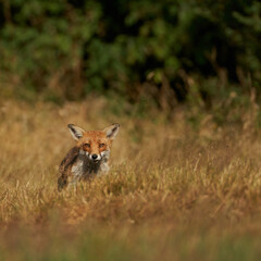 Brown fox hunting for prey