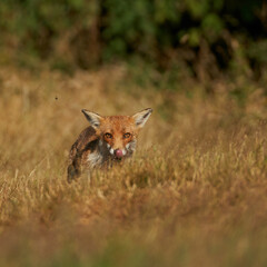 Brown fox hunting for prey