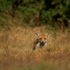 Obraz na płótnie Canvas Brown fox hunting for prey