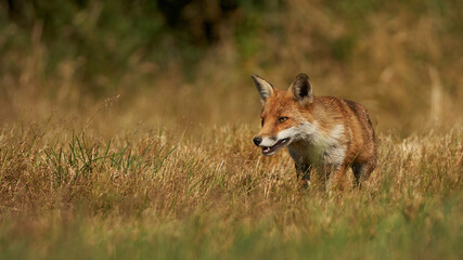 Brown fox hunting for prey
