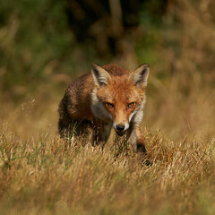 Brown fox hunting for prey