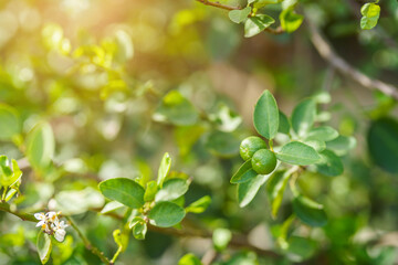 Close up of green lemons grow on the lemon tree in a garden background  harvest citrus fruit thailand.