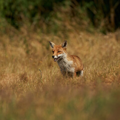 Brown fox hunting for prey
