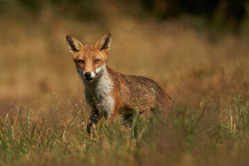 Brown fox hunting for prey