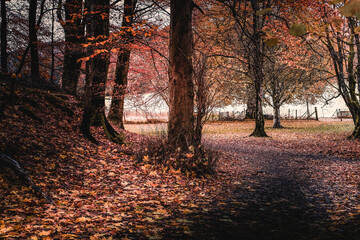 Autumnal Colours