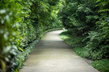 Fototapeta na wymiar The way in Shiba Park Tokyo
