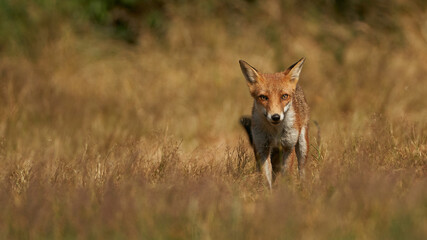 Brown fox hunting for prey