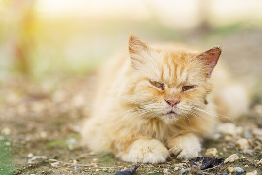 Sidet view of a cranky Persian cat facing in the gardens naturel background, looking at the camera