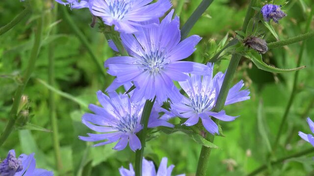 Blue flowers of Common chicory (Cichorium intybus). Closeup