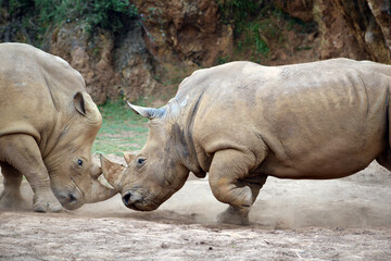 Fototapeta premium Wild fight between two rhino over their territory