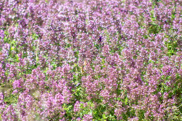 Naklejka premium natural background from the flowers of wild plants