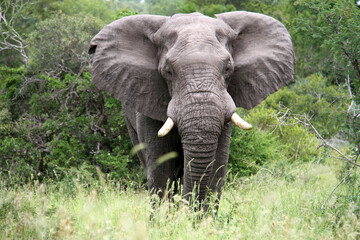 Elephant Kruger Park South Africa