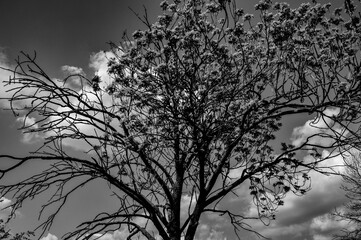 silhouette of tree