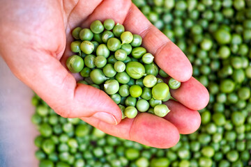 Woman palm full of peas against green peas background.