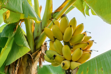 ripe yellow banana on tree. © ANEK