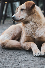 portrait of a dog