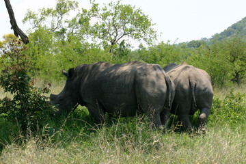 Obraz premium Rhino Kruger Park South Africa