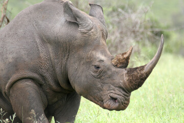 Obraz premium Rhino Kruger Park South Africa