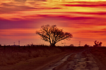 Arbol solitario en el atardecer