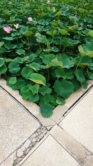 Lotus water leaf and float tropical plant natural aquatic