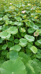 Lotus water leaf and float tropical plant natural aquatic