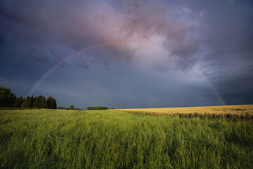 Regenbogen über Weizenfeld und Wiese - Bayern