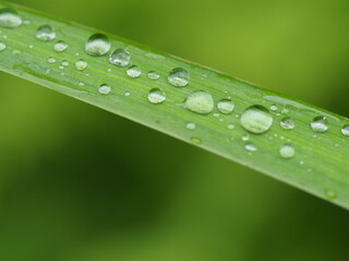 Traumhaft romantische Aufnahme von Regentropfen auf einer Pflanze nach einem Regenschauer