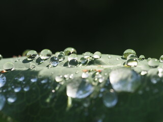 Traumhaft romantische Aufnahme von Regentropfen auf einer Pflanze nach einem Regenschauer