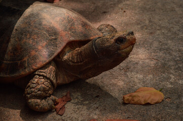 Old age Tortoise