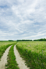 Road through green summer field. Summer landscape.