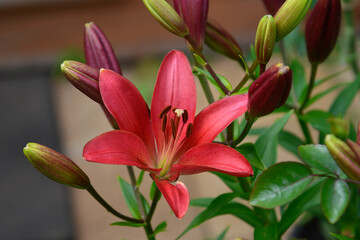 Flower lily in the garden in summer