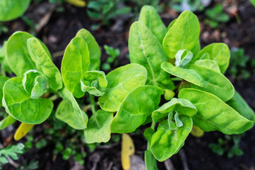 Fototapeta na wymiar Atriplex hortensis, orache, used as a leaf vegetable in salads