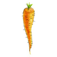 Pencil illustration of carrot. Healthy farm vegetable isolated on white background. Organic veggie grown in the garden.