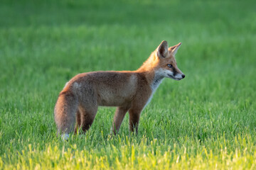 Rotfuchs in der Abendsonne - Jungfuchs 