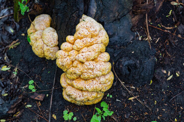 Laetiporus sulphureus, chicken polypore, fungi that grow on trees