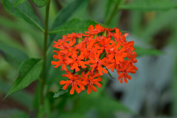 Lychnis flower in the garden