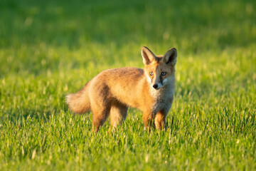 Rotfuchs in der Abendsonne - Jungfuchs 