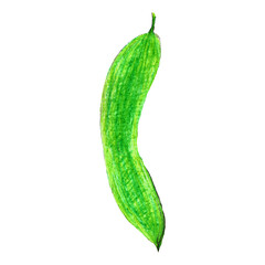 Pencil illustration of peas. Healthy farm vegetable isolated on white background. Organic veggie grown in the garden.