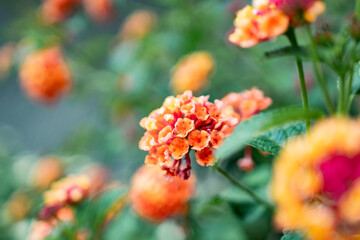 ランタナ Lantana シチヘンゲ（七変化） オレンジ色の花
