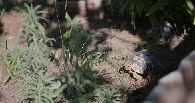 mini baby turtle