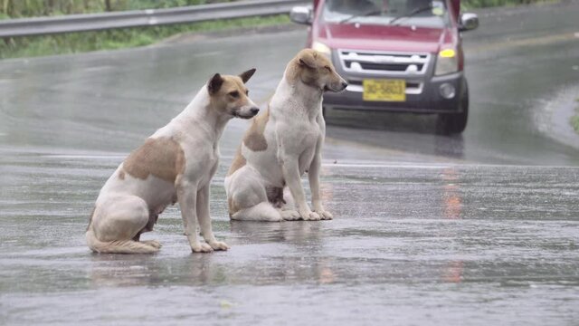 2 dogs sitting on the road on a rainy day, uphill Doi Suthep, Chiang Mai, Thailand