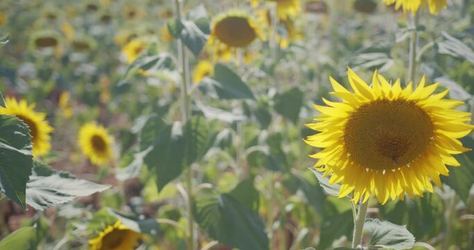 Sun Flower