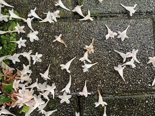 There are white, pink, green flowers falling on the gray-black cement floor. Very beautiful.