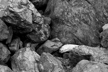 Driftwood and Jetty Boulders Black & White