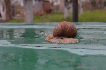little girl in the park