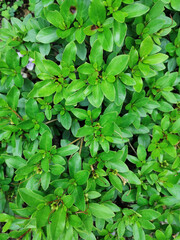 Fototapeta na wymiar green leaves background 