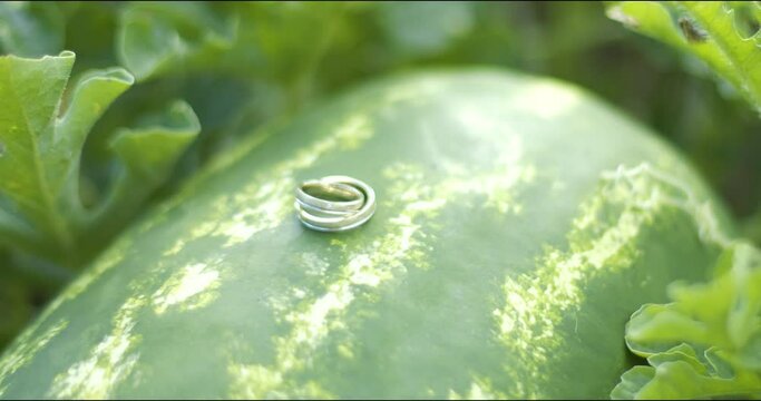 Wedding ring ok a melon